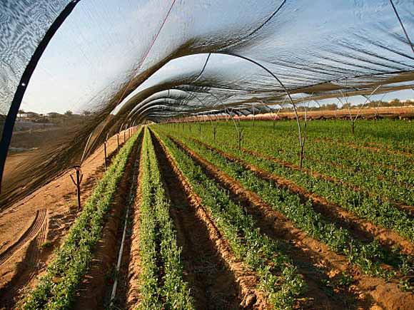 Border-Fencing
