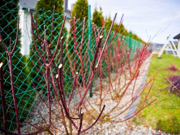 Border-Fencing