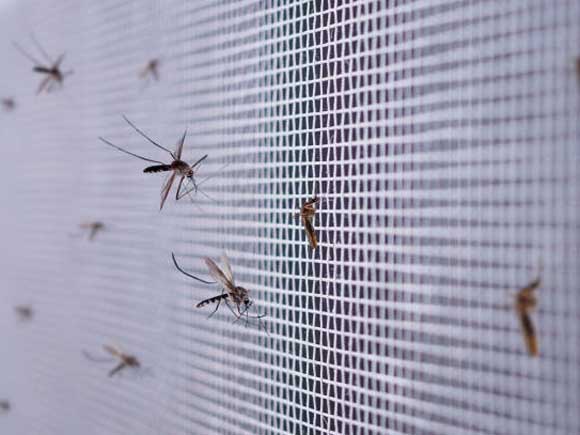 Mosquito-Net