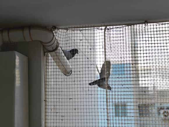 Pigeon-Protection-Net