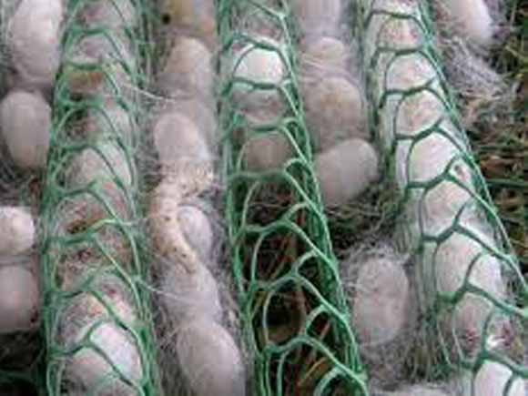 Border-Fencing