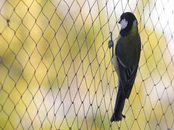 Border-Fencing